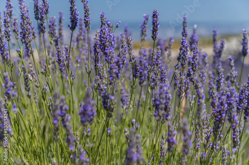 Close-up of lavender flowers in a sunny field on Hvar  Croatia