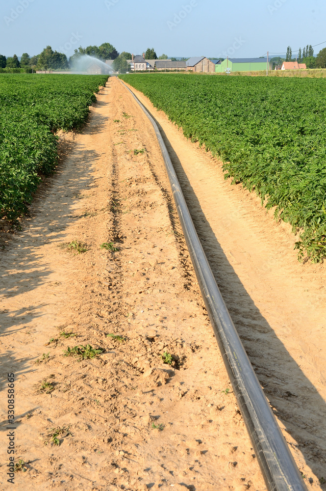 Obraz premium Irrigation d'un champ de pomme de terre