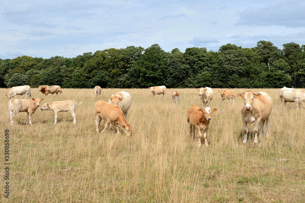 Vaches race blonde d'Aquitaine au pré pendant une période de sécheresse, herbe jaunie Vaches race blonde d'Aquitaine au pré pendant une période de sécheresse, herbe jaunie