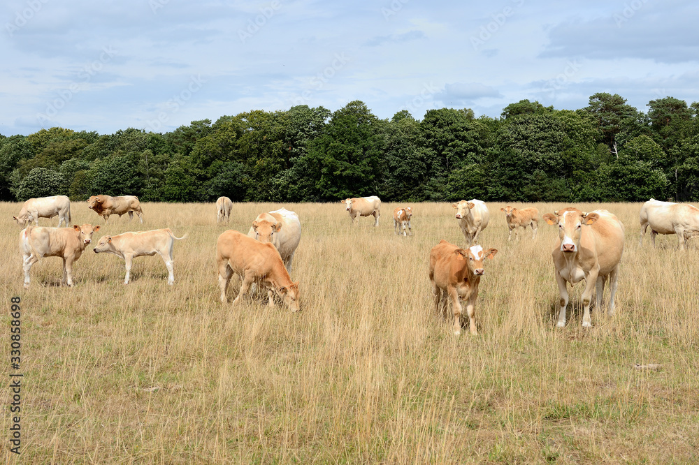 Vaches race blonde d'Aquitaine au pré pendant une période de sécheresse, herbe jaunie