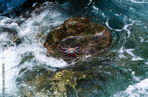 Red crab on a rock with the sea crashing into the rock