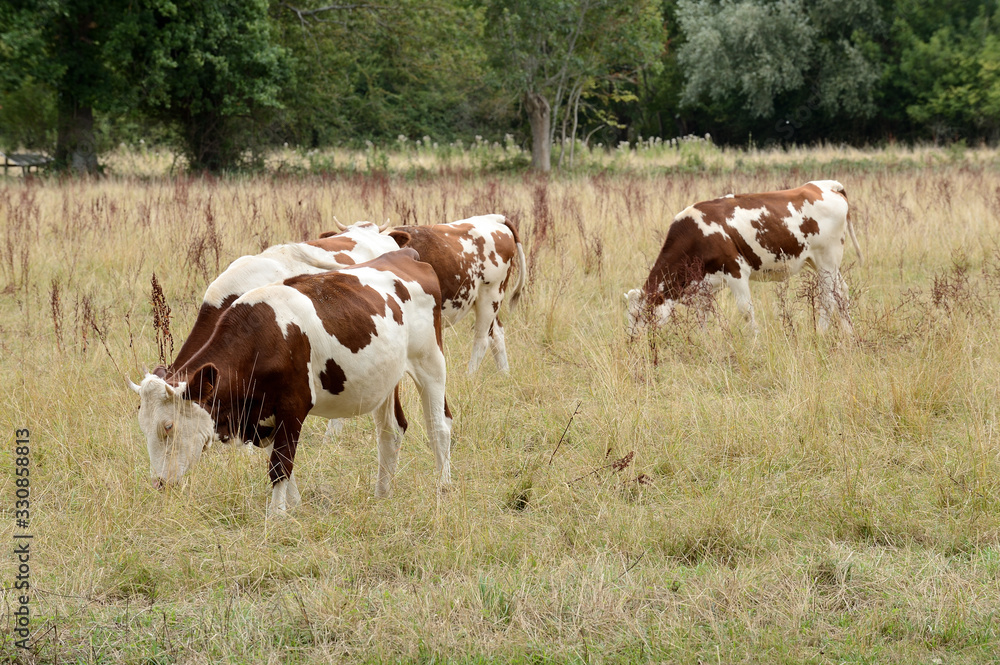 Vaches au pré race montbéliarde pendant la sécheresse, herbe jaunie Vaches au pré race montbéliarde pendant la sécheresse, herbe jaunie