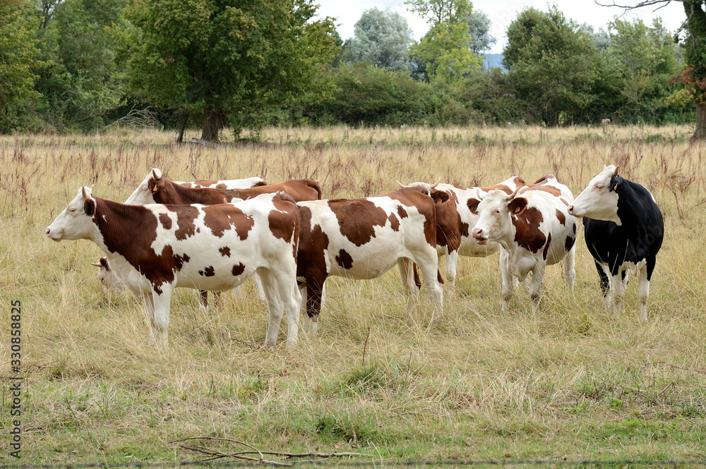 Vaches dans une prairie jaunie par la la sécheresse, race montbéliarde Vaches dans une prairie jaunie par la la sécheresse, race montbéliarde