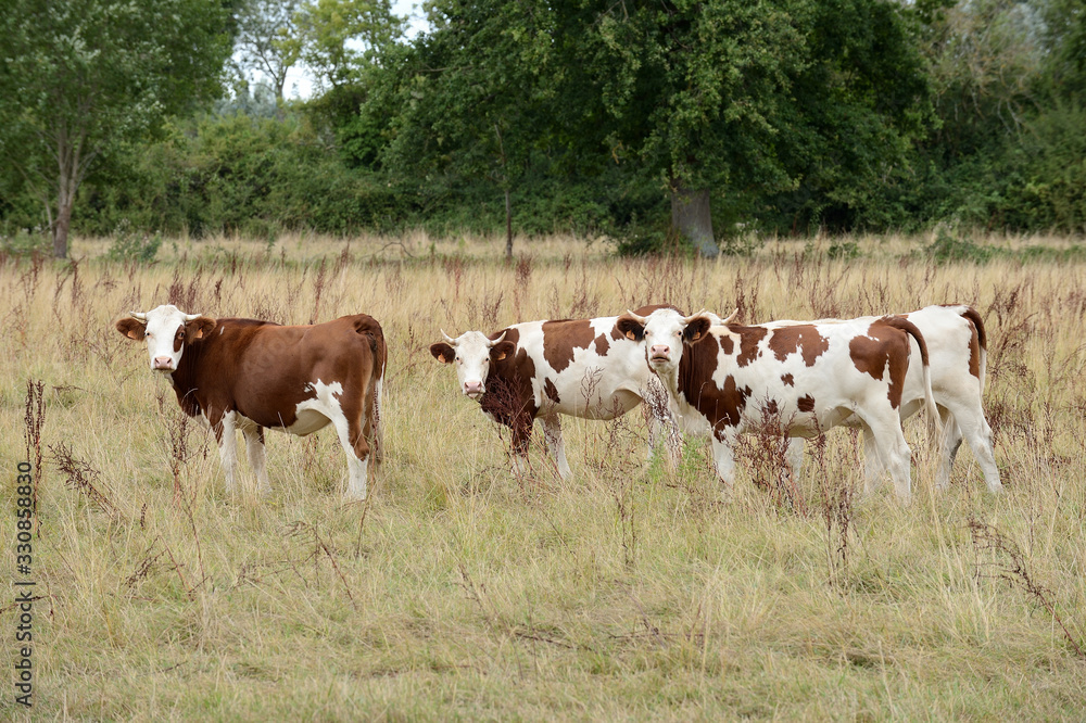 Vaches dans un herbage sec pendant la sécheresse, herbe jaunie, race montbéliarde Vaches dans un herbage sec pendant la sécheresse, herbe jaunie, race montbéliarde