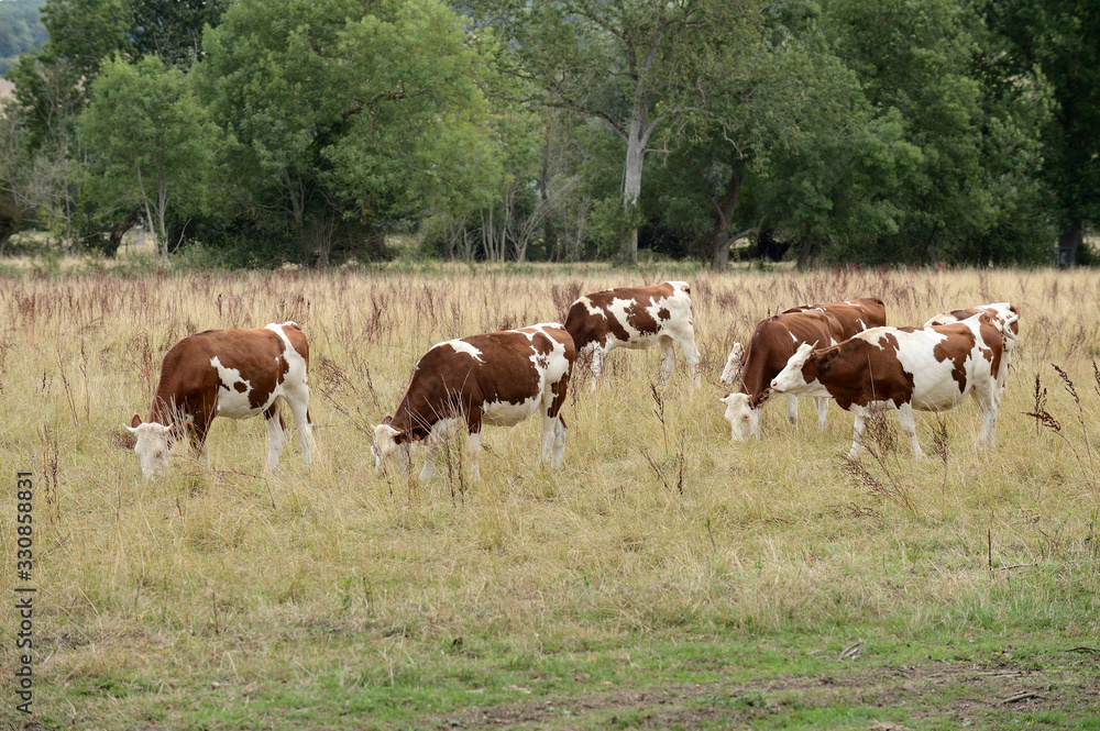 Vaches dans une prairie jaunie par la la sécheresse, race montbéliarde