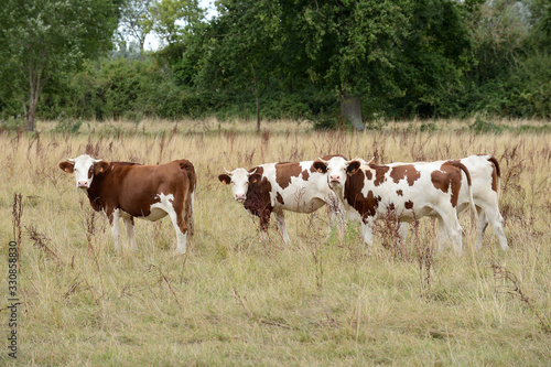 Vaches dans un herbage sec pendant la sécheresse, herbe jaunie, race montbéliarde