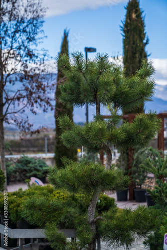 Evergreen shrubs formed for bonsai, spirals, balls and pyramids. © pawelgegotek1