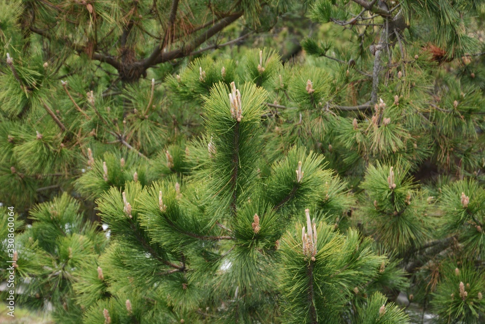 Pine sprouts / Spring pine tree stick-shaped sprouts are so beautiful. Pine sprouts / Spring pine tree stick-shaped sprouts are so beautiful.