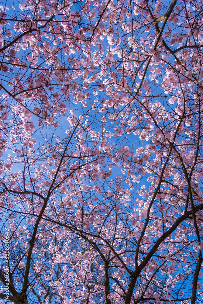 Spring cherry blossoms contrasting against blue sky Spring cherry blossoms contrasting against blue sky