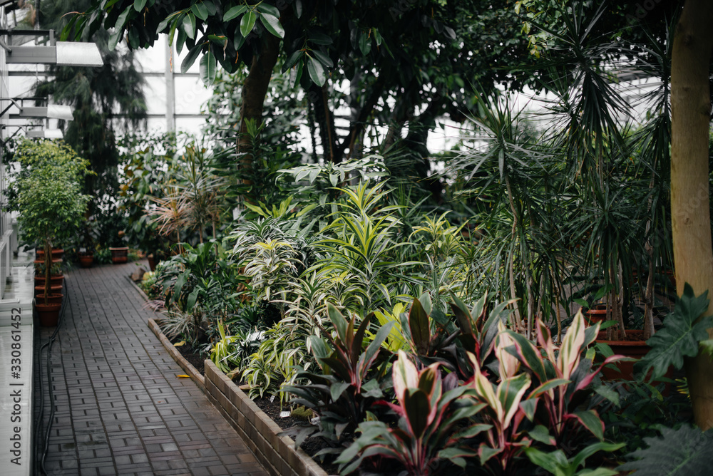 Thick thickets of plants in the greenhouse. Jungle, the screensaver