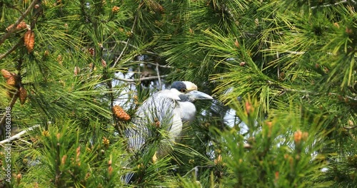 Yellow-crowned Night Heron, Nyctanassa violacea, perched in tree 4K photo