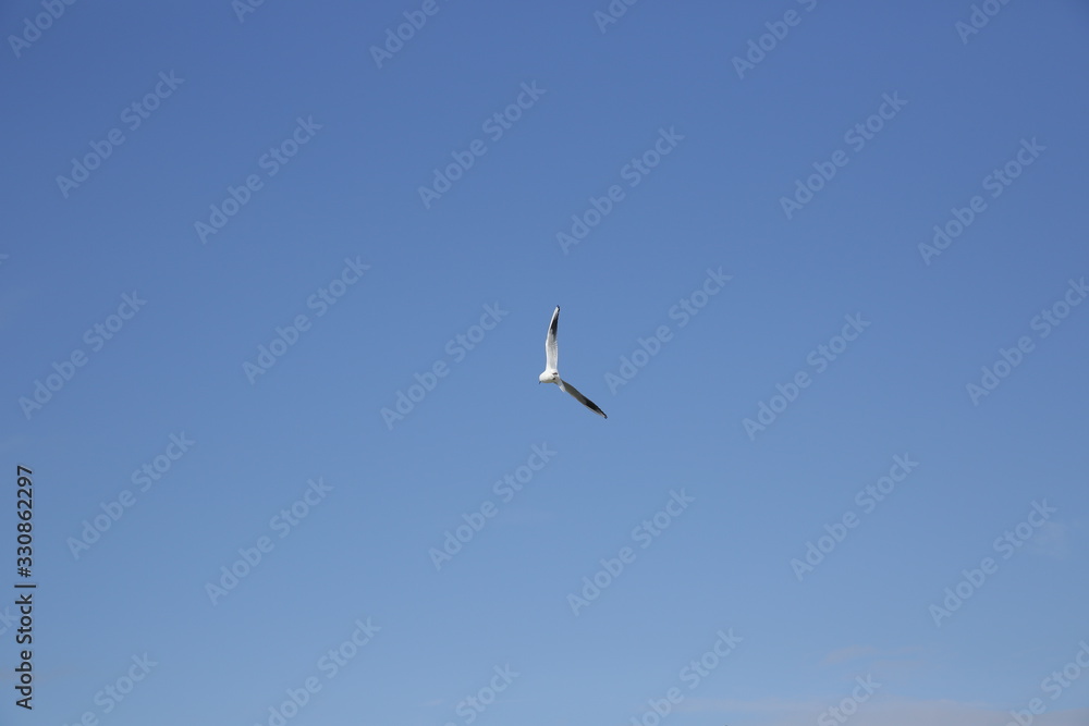 single seagull flying in the  blue sky with copy space for text