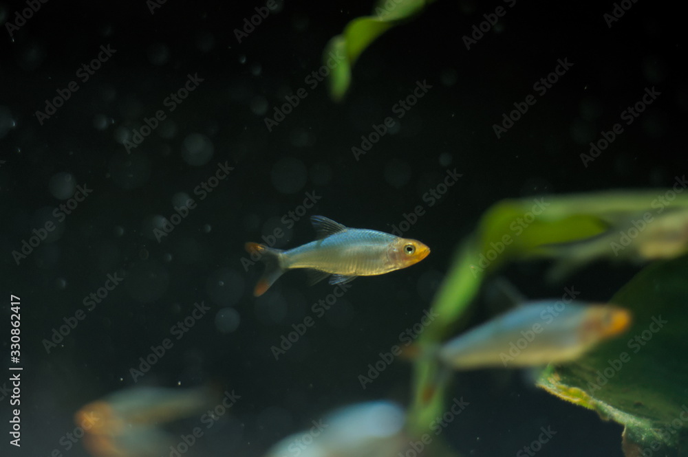 Sawbwa resplendens tropical fish in aquarium Sawbwa resplendens tropical fish in aquarium