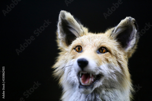 Red fox close up portrait vulpes vulpes