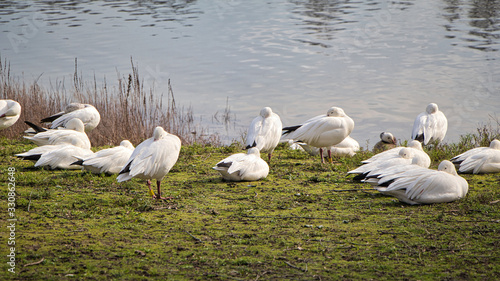 Gänse schlafen am Seeufer