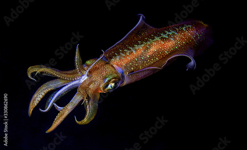 underwater photography colorful sea life photo