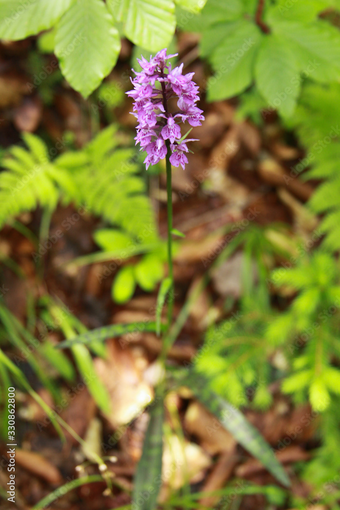 Common spotted orchid in Transylvania Romania