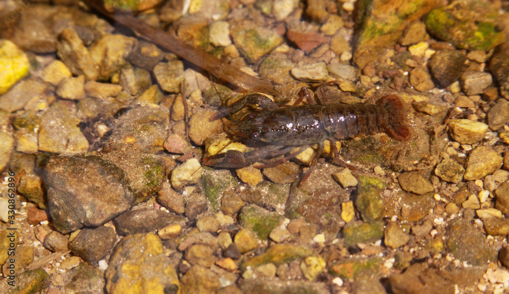 Noble crayfish, European crayfish, river crayfish Noble crayfish, European crayfish, river crayfish