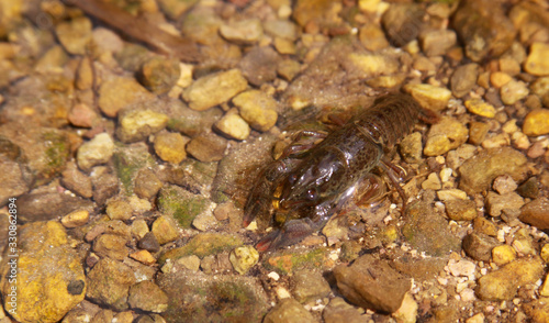 Noble crayfish  European crayfish  river crayfish