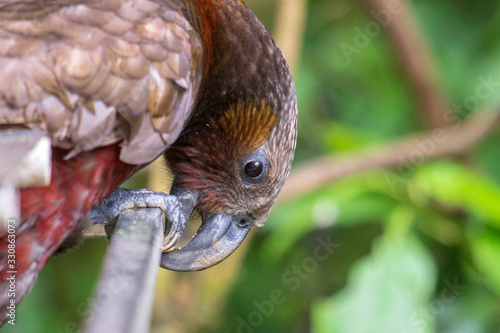 New Zealand native Kaka parrot eating in a bushland setting photo