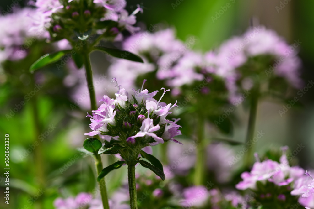 Obraz premium Blühender Thymian im Garten 