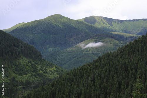 Cloud and forest above valley in Rodnei mountains