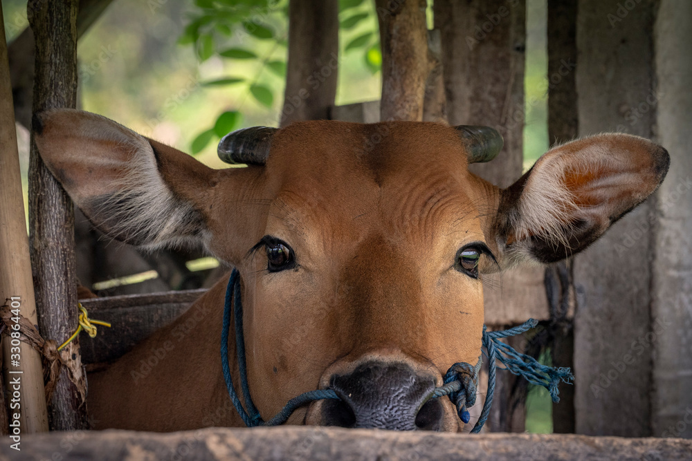 A beautiful golden brown cow stares at the camera from a wooden stall. A beautiful golden brown cow stares at the camera from a wooden stall.