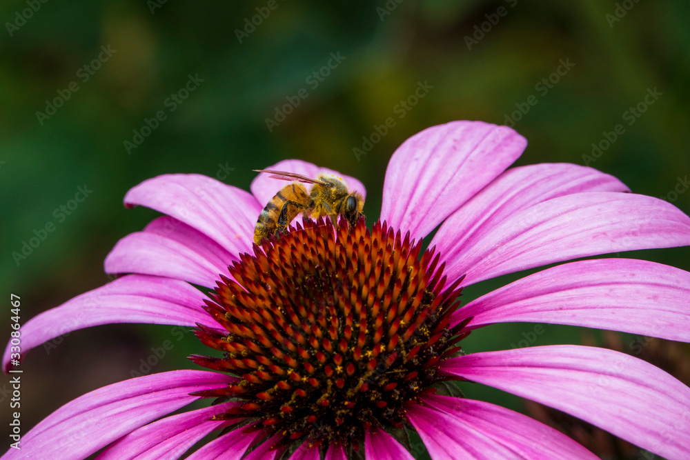 Honey bee gathering nectar on an echinacea flower