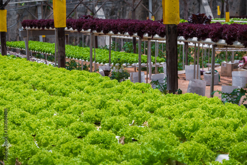 Community gardening in urban community. Lettuce growing in an organic garden