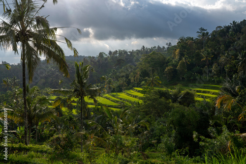Terraced rice paddy fields glow in the sunlight streaming through palm trees and lush dense tropical jungles of Bali  Indonesia.