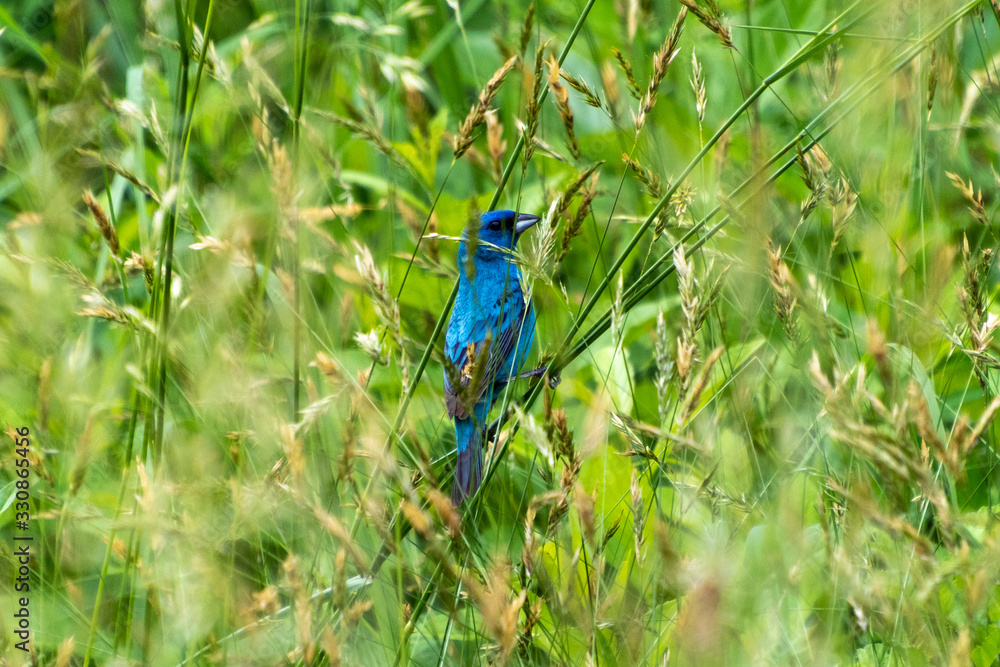 Indigo bunting (Passerina cyanea) perched and hiding in thick green grass Indigo bunting (Passerina cyanea) perched and hiding in thick green grass