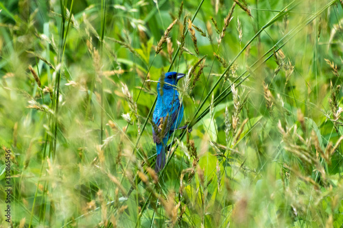 Indigo bunting (Passerina cyanea) perched and hiding in thick green grass