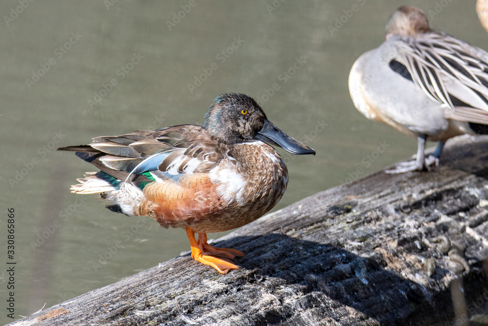 Fototapeta premium A picture of a male northern shoveler perched on top of driftwood. Vancouver BC Canada