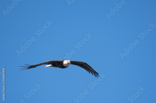 A picture of a Bald eagle flying through the air.   Delta  BC  Canada