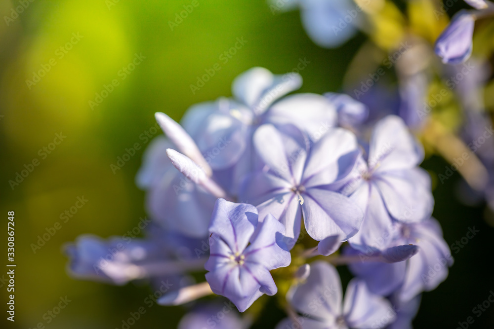The background image of the colorful flowers The background image of the colorful flowers