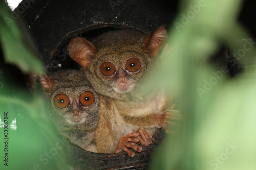 Tiny tarsier monkey 