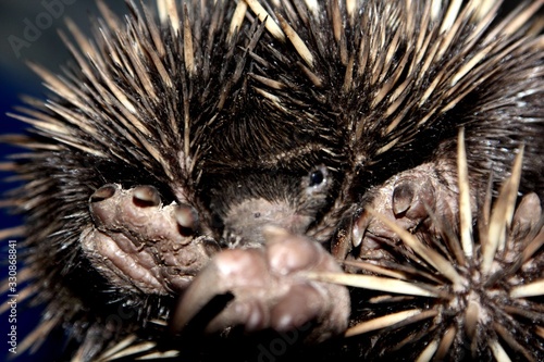 echidna photo