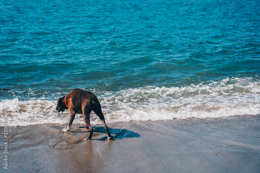 Dog on the beach in sunny day