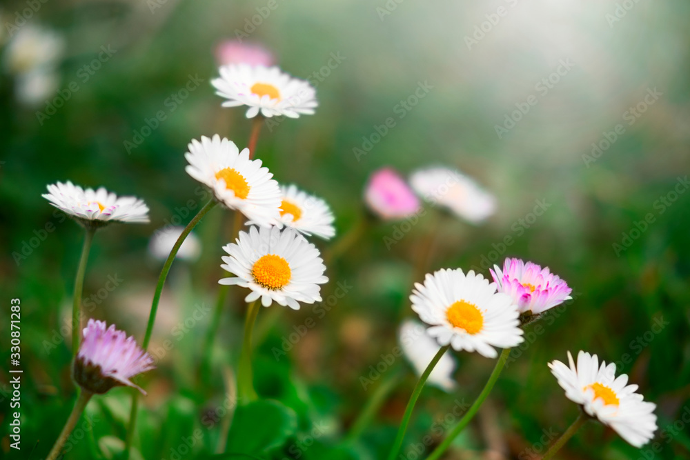 Chamomile, Daisy in green herb grass garden sunlight effect. Nature wallpaper. Defocused bokeh scene