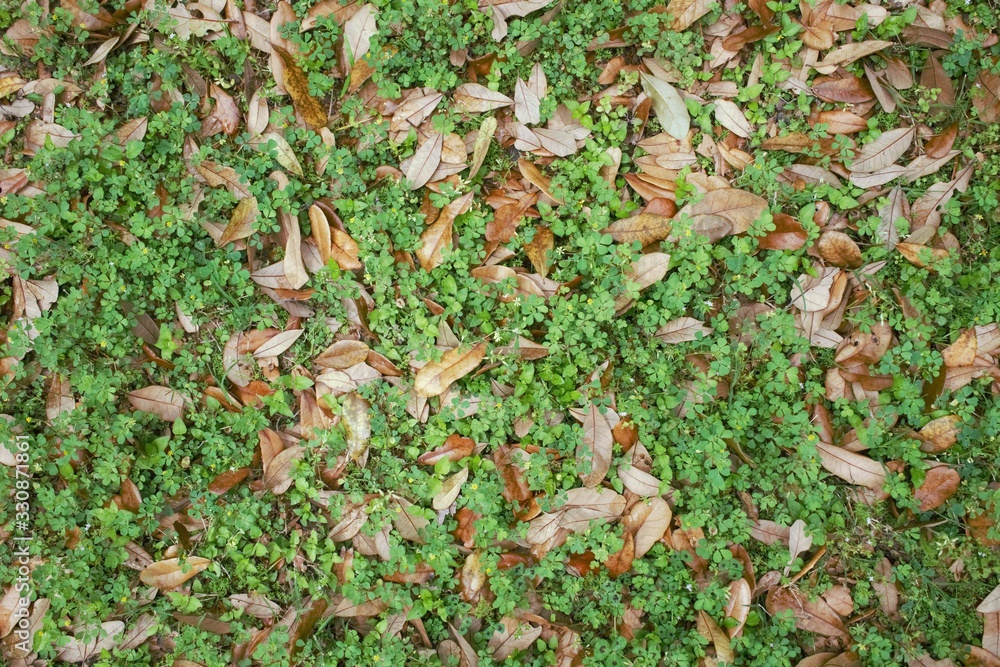 Fresh green clover leaves growing through old autumn leaves. Natural plant background of small wild clover and brown fall leaves. Background from plant clover Irish traditional symbol. St.Patrick day Fresh green clover leaves growing through old autumn leaves. Natural plant background of small wild clover and brown fall leaves. Background from plant clover Irish traditional symbol. St.Patrick day