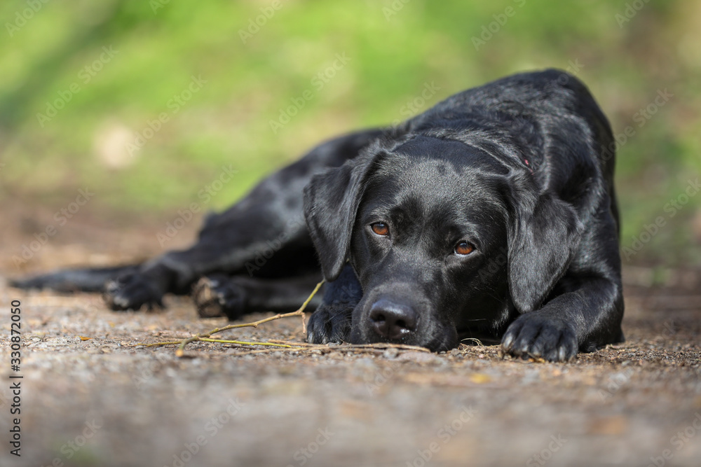Junger schwarzer Labrador liegt auf einem Waldweg