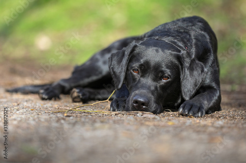 Junger schwarzer Labrador liegt auf einem Waldweg © KrischiMeier