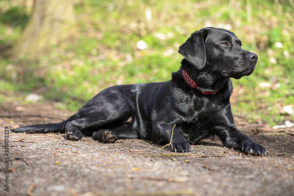 Junger schwarzer Labrador liegt auf einem Waldweg