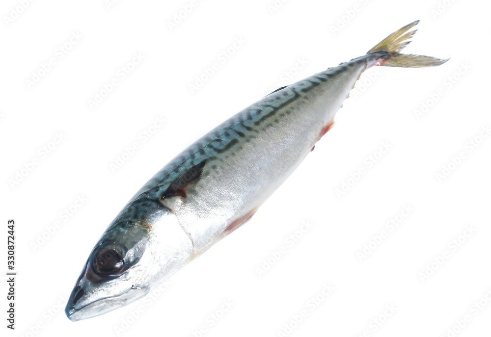 Fresh saba fish isolated on white background Fresh saba fish isolated on white background