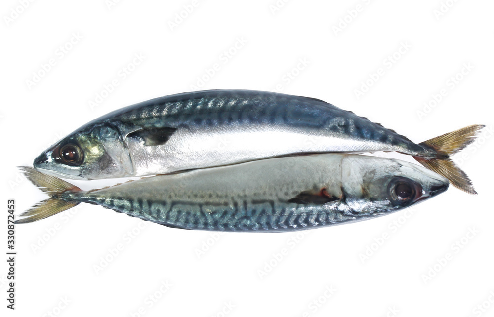 Fresh saba fish isolated on white background Fresh saba fish isolated on white background