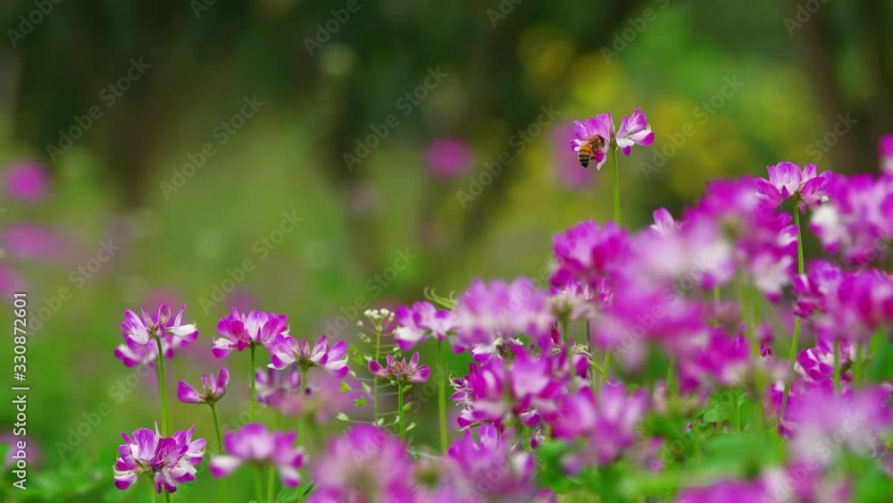 4k 60 fps slow motion of honey bee collecting pollen flying in blooming Chinese milk vetch pink flower spring field in the wind meadow flowers with insect 4k 60 fps slow motion of honey bee collecting pollen flying in blooming Chinese milk vetch pink flower spring field in the wind meadow flowers with insect