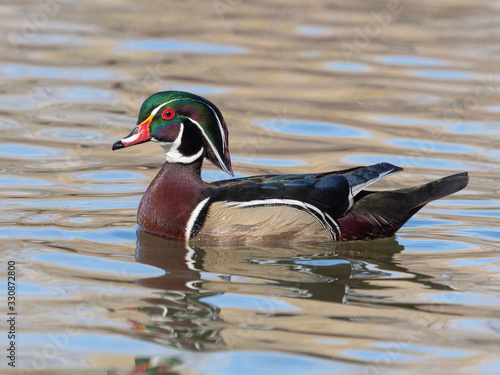 Male Wood Duck Swimming in a Pond
