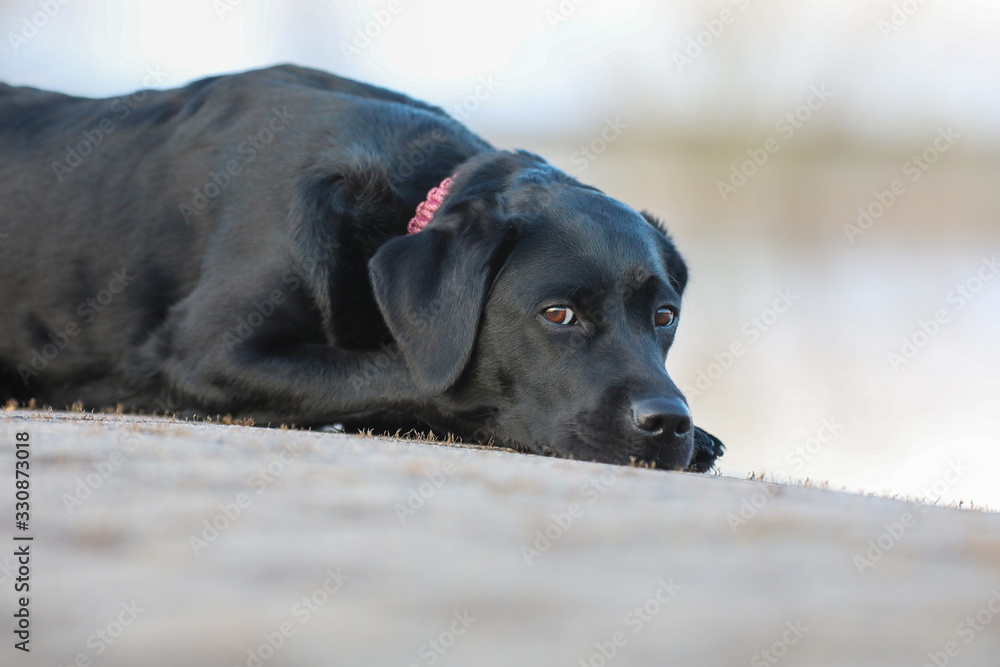 Junger schwarzer Labrador liegt auf einem Steinweg Junger schwarzer Labrador liegt auf einem Steinweg