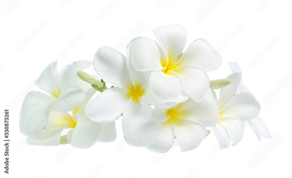 Fototapeta premium frangipani flower isolated on white on white background