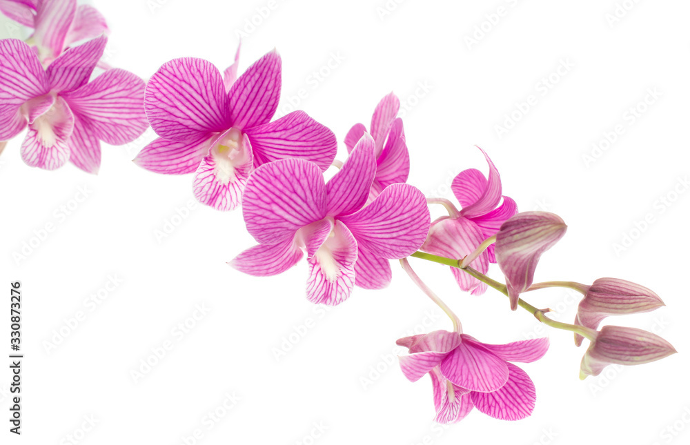 pink orchid flowers isolated on white background pink orchid flowers isolated on white background
